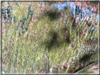 foto Cascate in Val Carazzagno